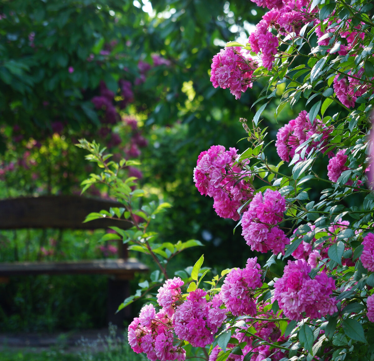 Скамейка в саду