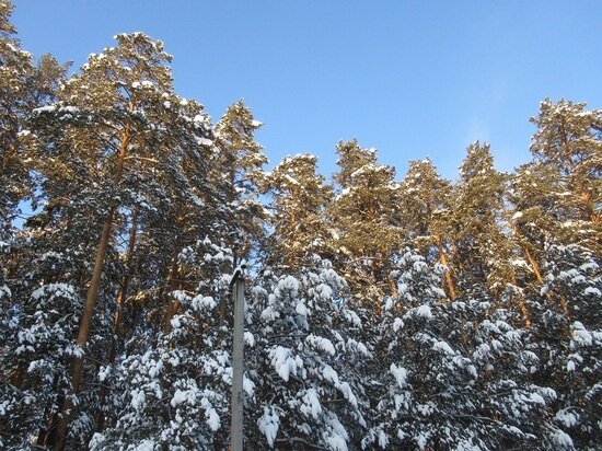     У предприятия имеется собственный лесофонд. Фото: "МК-Урал".