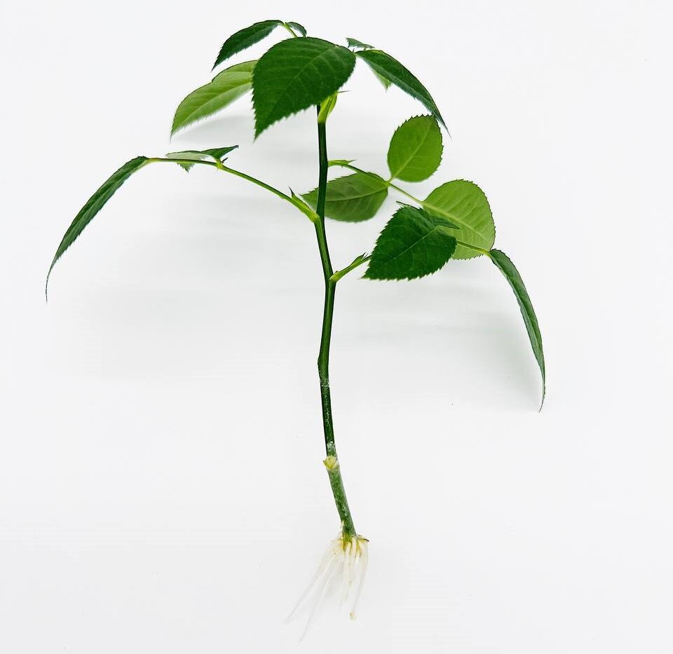 Черенок розы