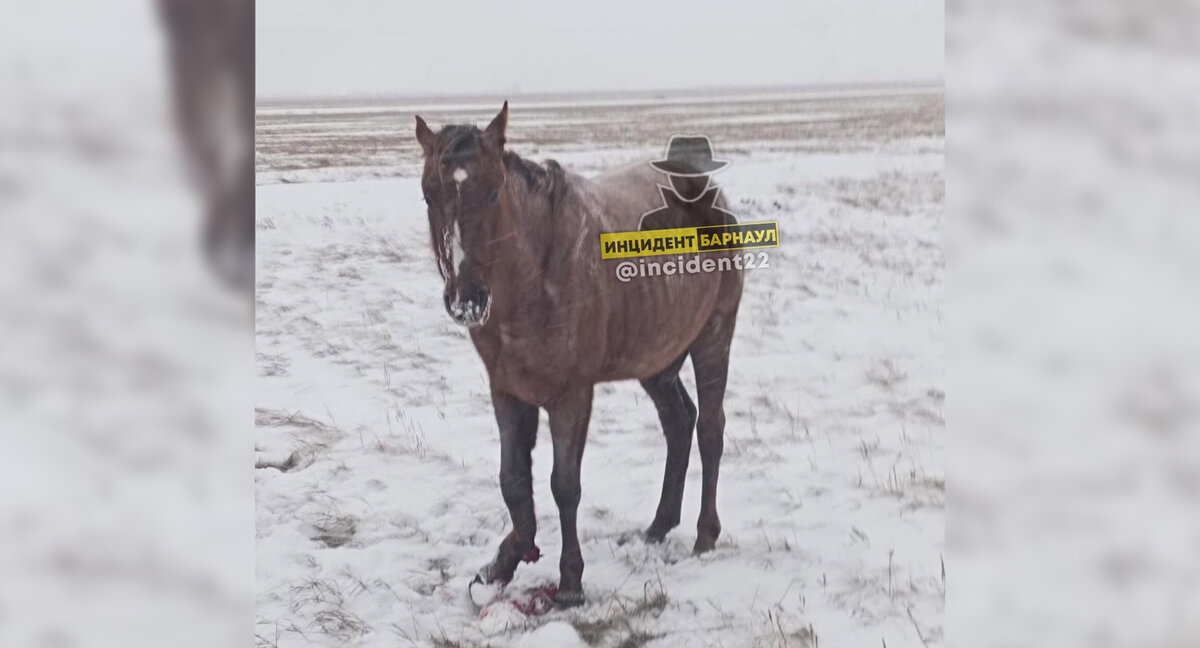 Фото: «Инцидент Барнаул»