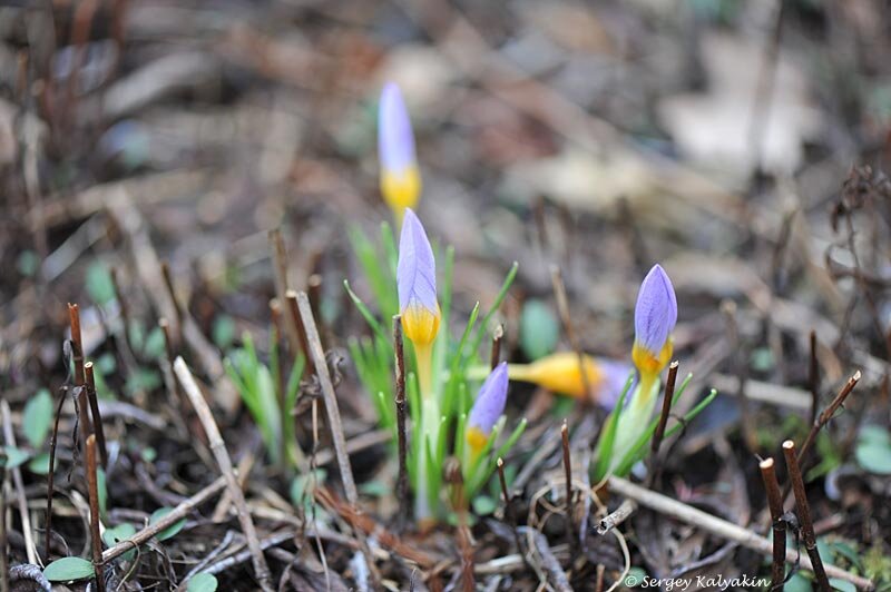 Крокус Firefly. 3 фото, листайте
