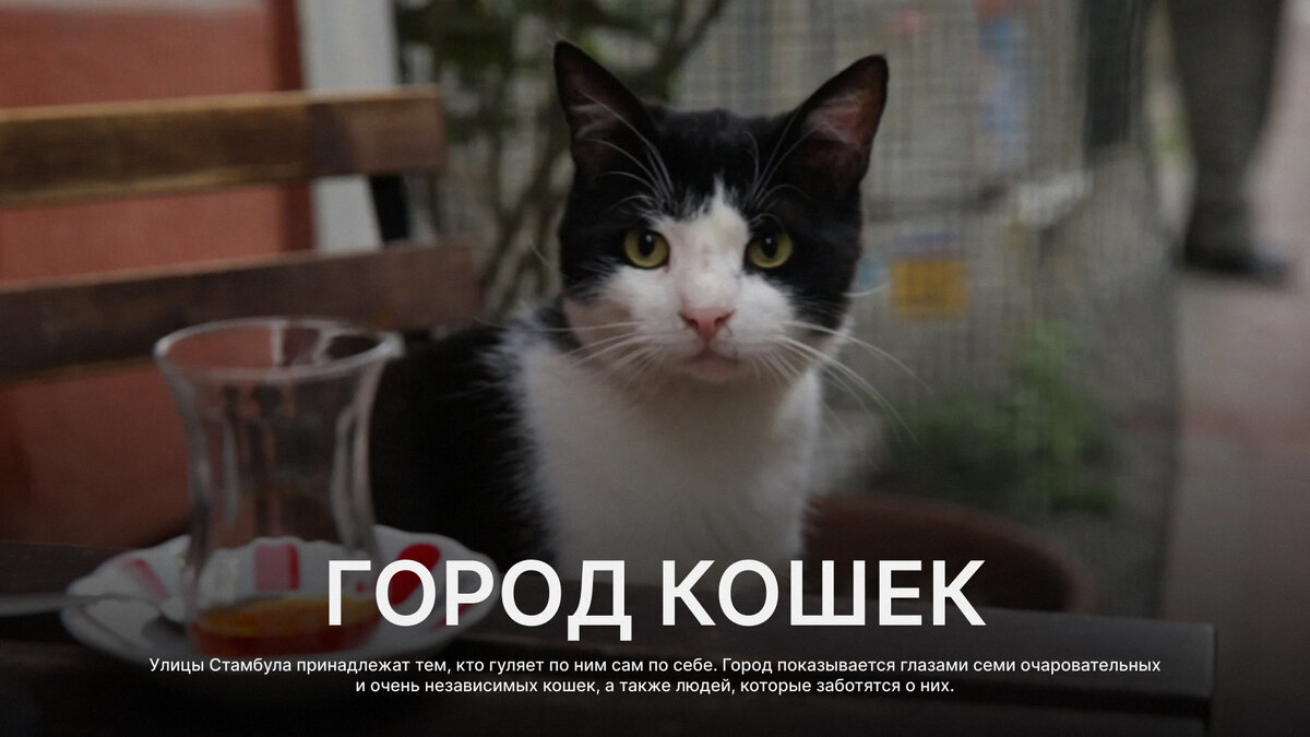 Город кошек, 2016 