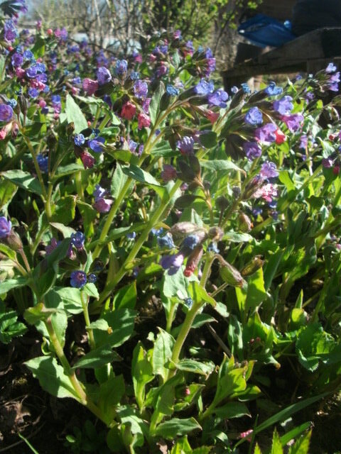 Медуница (Семейство Бурачниковые). При цветении венчик медуницы со временем меняет цвет с розового до синего. 