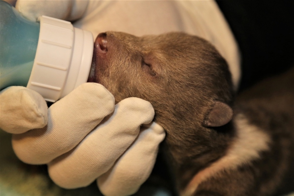    Фото: Из архива/ Центр спасения медвежат-сирот