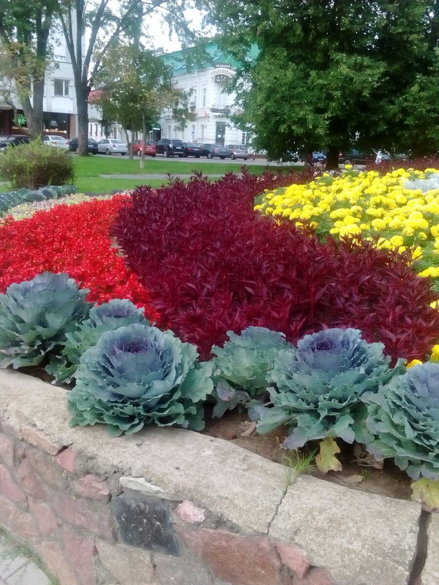 Красота городских клумб