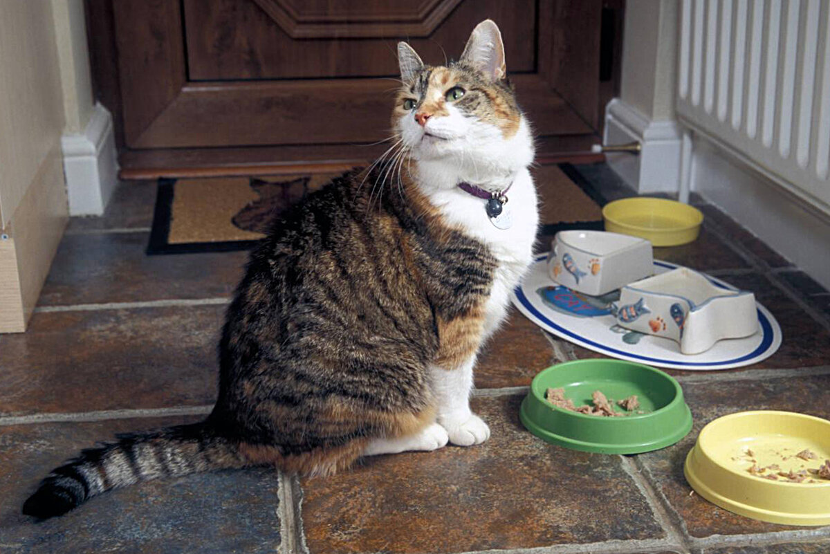 Как приготовить вкусный и полезный корм для кошки: 7 интересных рецептов |  Приключения натуралиста | Дзен