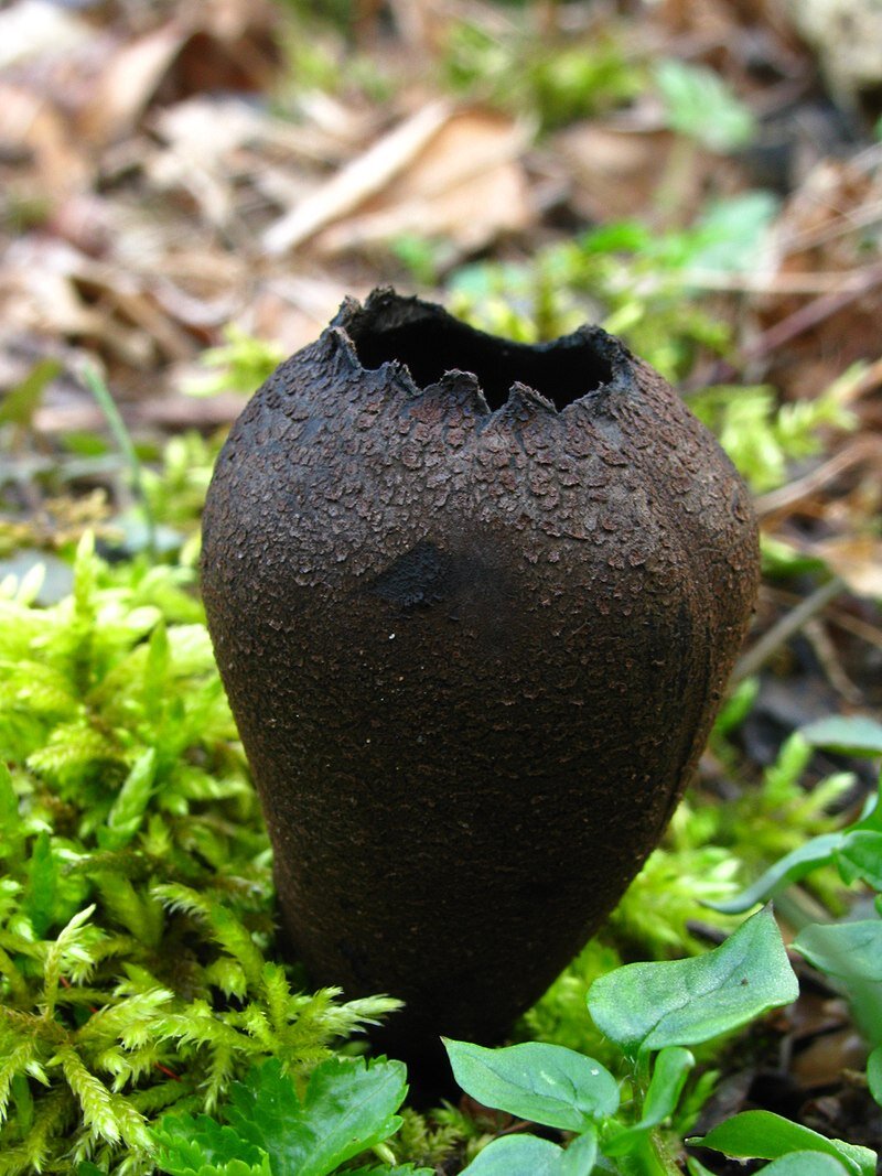 Авторство: This image was created by user Dan Molter (shroomydan) at Mushroom Observer, a source for mycological images.You can contact this user here.. This image is Image Number 204964 at Mushroom Observer, a source for mycological images., CC BY-SA 3.0, https://commons.wikimedia.org/w/index.php?curid=18716598