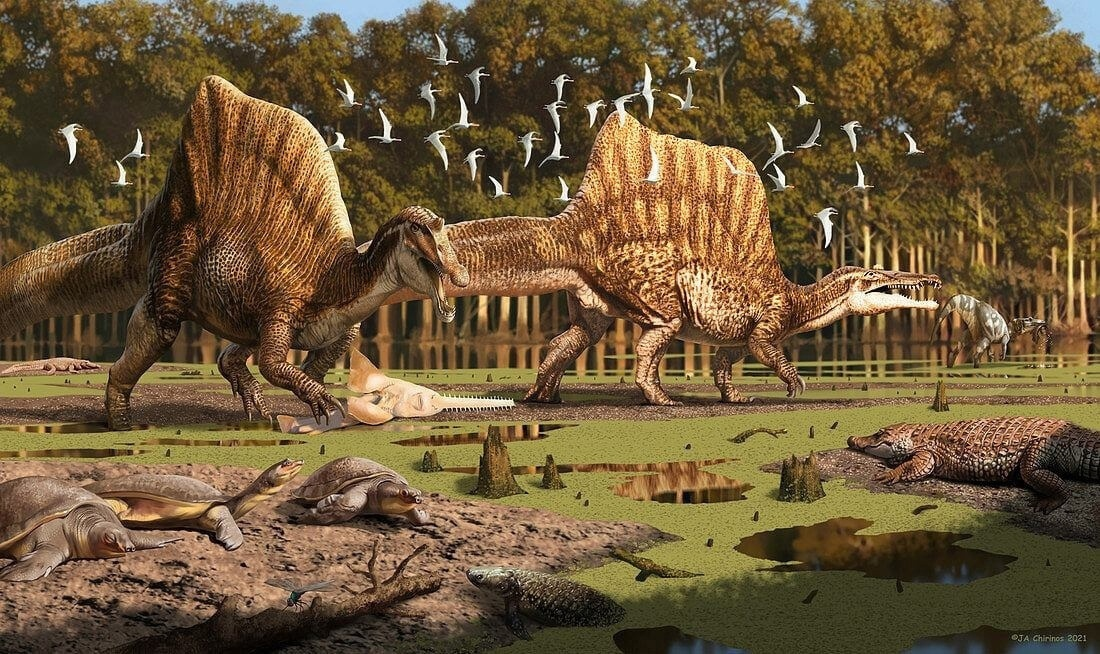 А ещё по мнению многих палеохудожников спинозавры ненавидели рыбу-пилу. На многих артах динозавр охотится именно на неё.