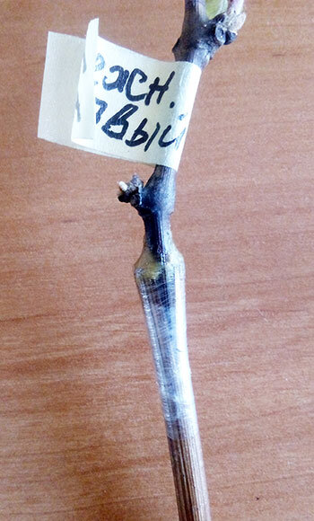 Место прививки.