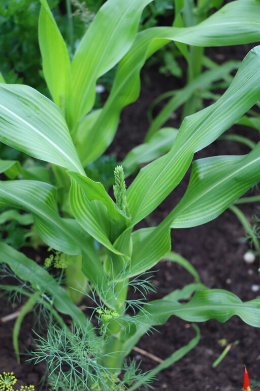 Выбор места для выращивания