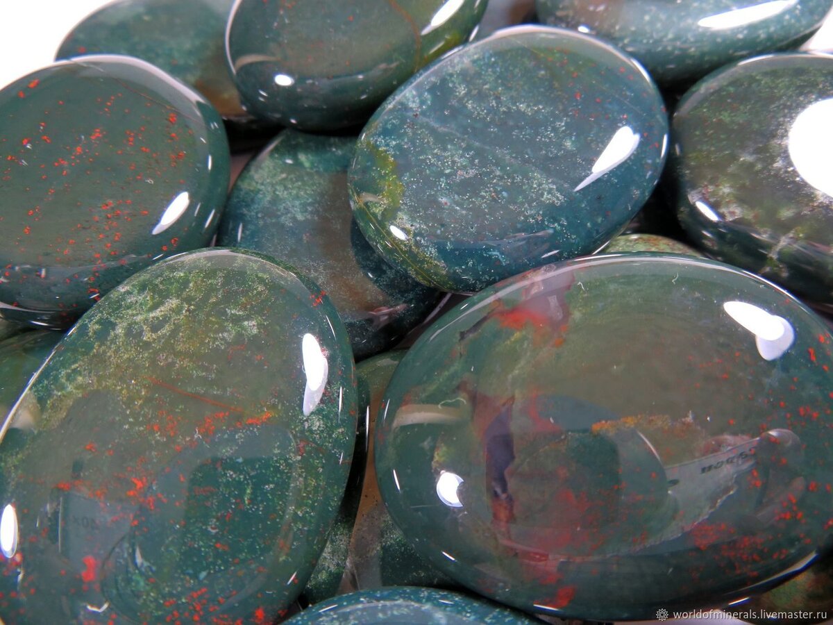 Гелиотроп. Фото из свободного доступа.