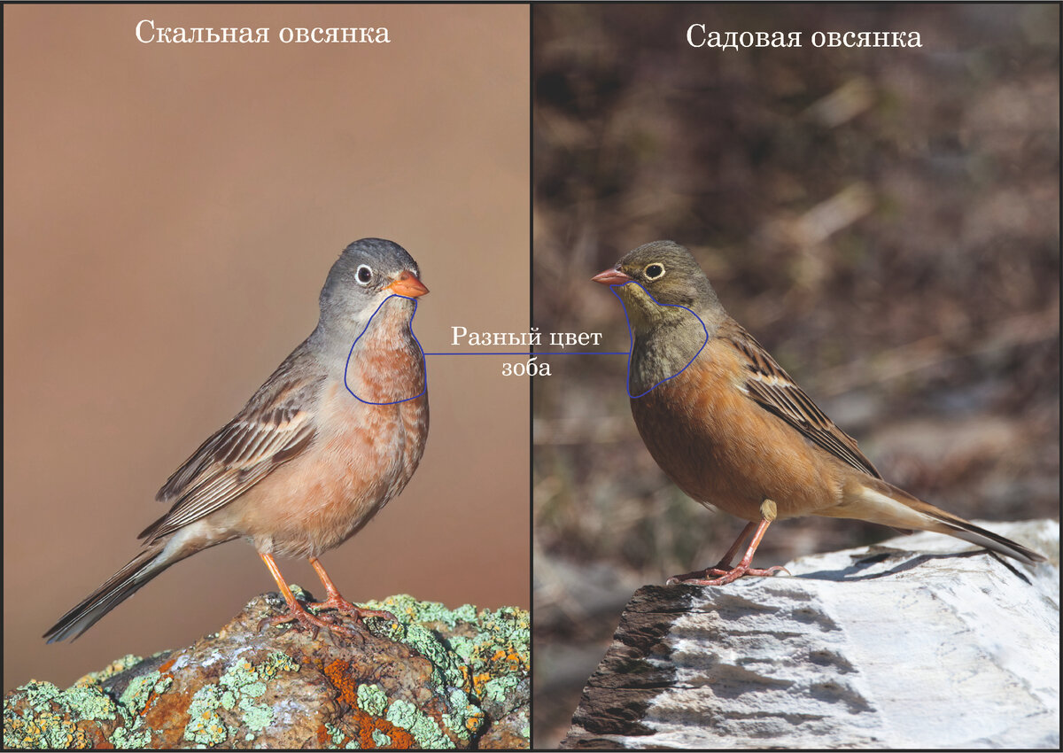 Фото: Власов Егор и Жбир Денис