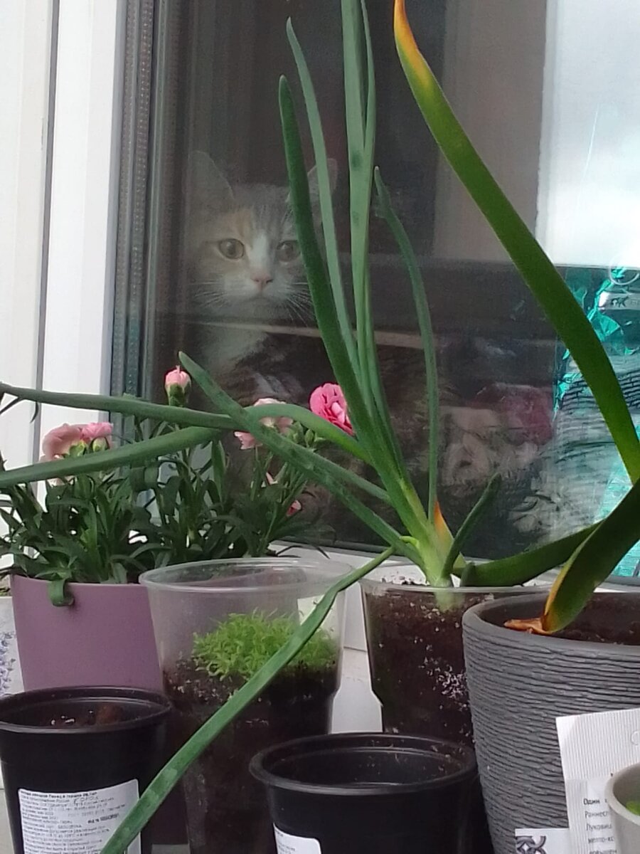 Комнатные растения и котики. Как защитить растения от кошек и кошек от  растений. Цветы, опасные для жизни и здоровья кошек. | мини-приюткошачья  стая(fluffy pirate cat ship) | Дзен