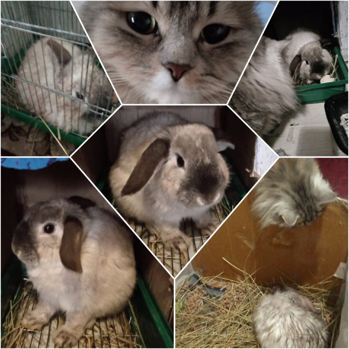 Кот и кролик в квартире - первый день