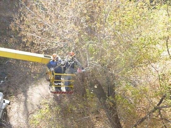     Активистов возмутила будущая вырубка в сквере. Фото Кирилла Янчицкого / "МК в Омске"