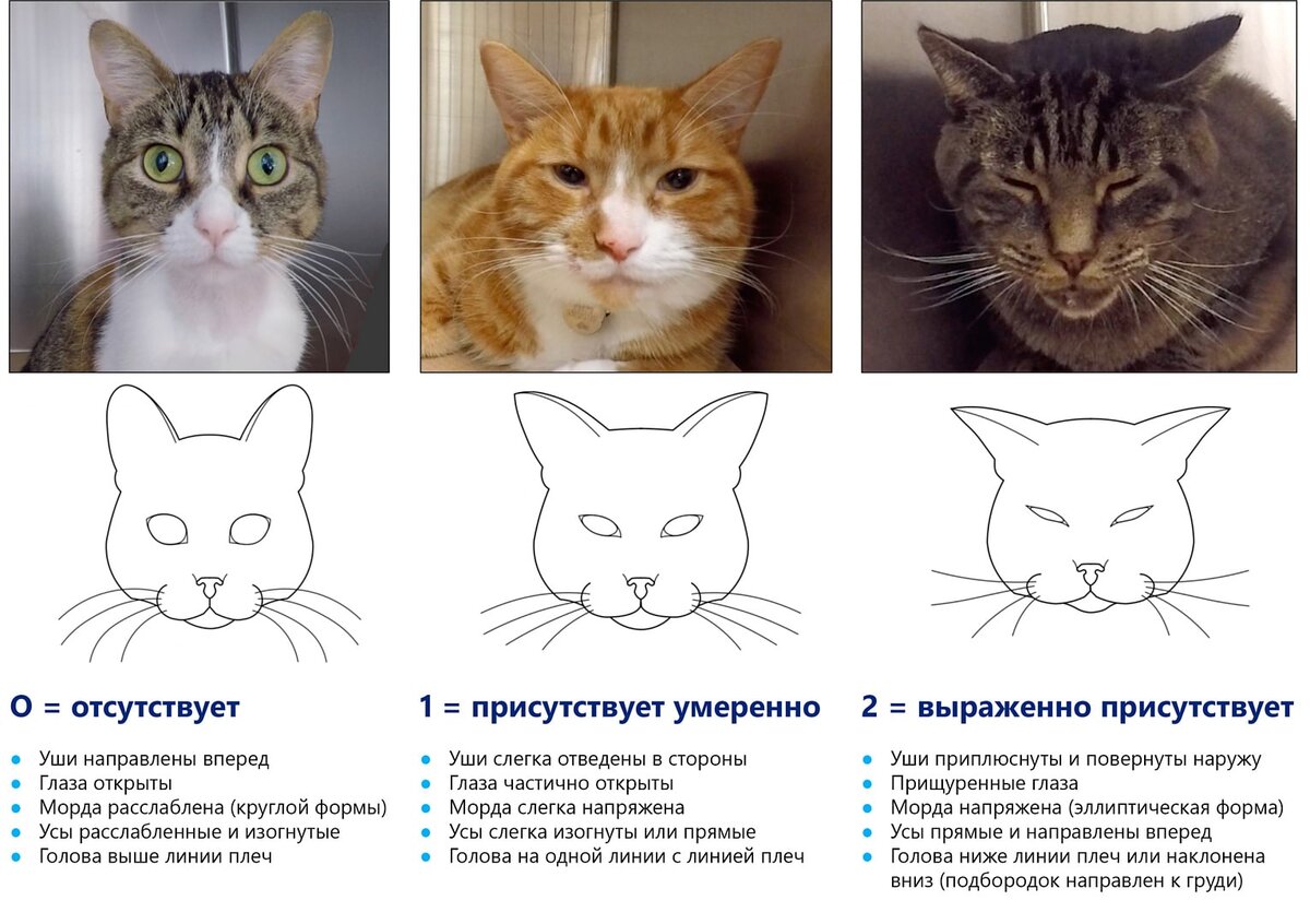 Как определить наличие болевого синдрома у домашнего питомца?