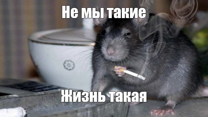 Ты че мышь. Крыса. Мышь с сигаретой. Крыса Мем. Забавные крысы.