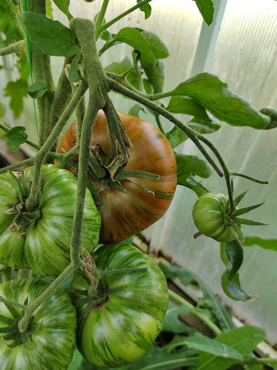 Красавчик. Полосатый шоколад