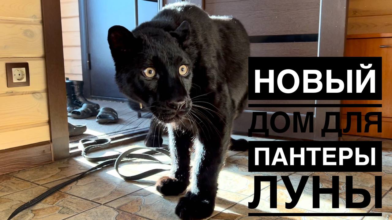 Пантера Луна и ротвейлер Венза показывают новый дом😸🏠