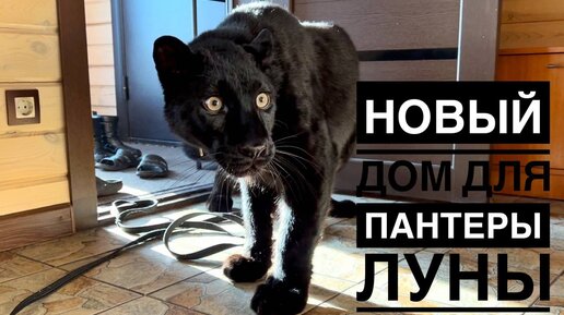 Пантера Луна и ротвейлер Венза показывают новый дом😸🏠