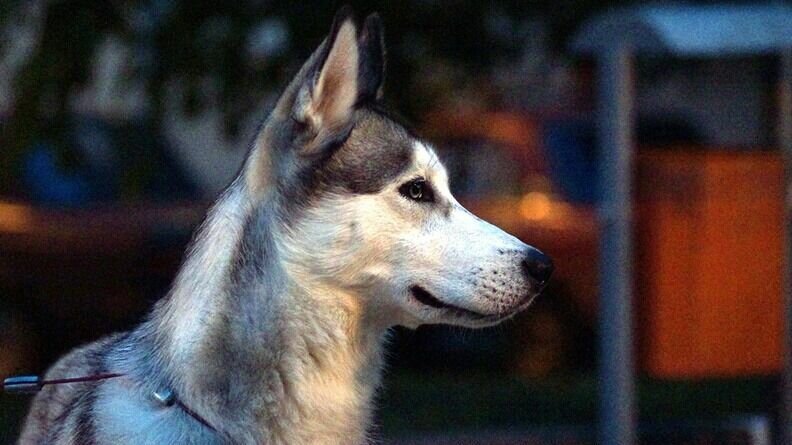     В феврале дважды поступали сообщения об исчезновении подростков. Мальчиков искали сотрудники МВД с собаками, сообщили в пресс-службе ведомства.