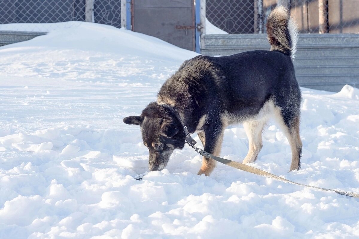 
Вы любите небольших собачек и у Вас нет кошек и хвостиков мужского пола дома? Тогда Оскар идеальный компаньон для Вас! Он не любит конкурентов...к кобелькам агрессивен... 
. 