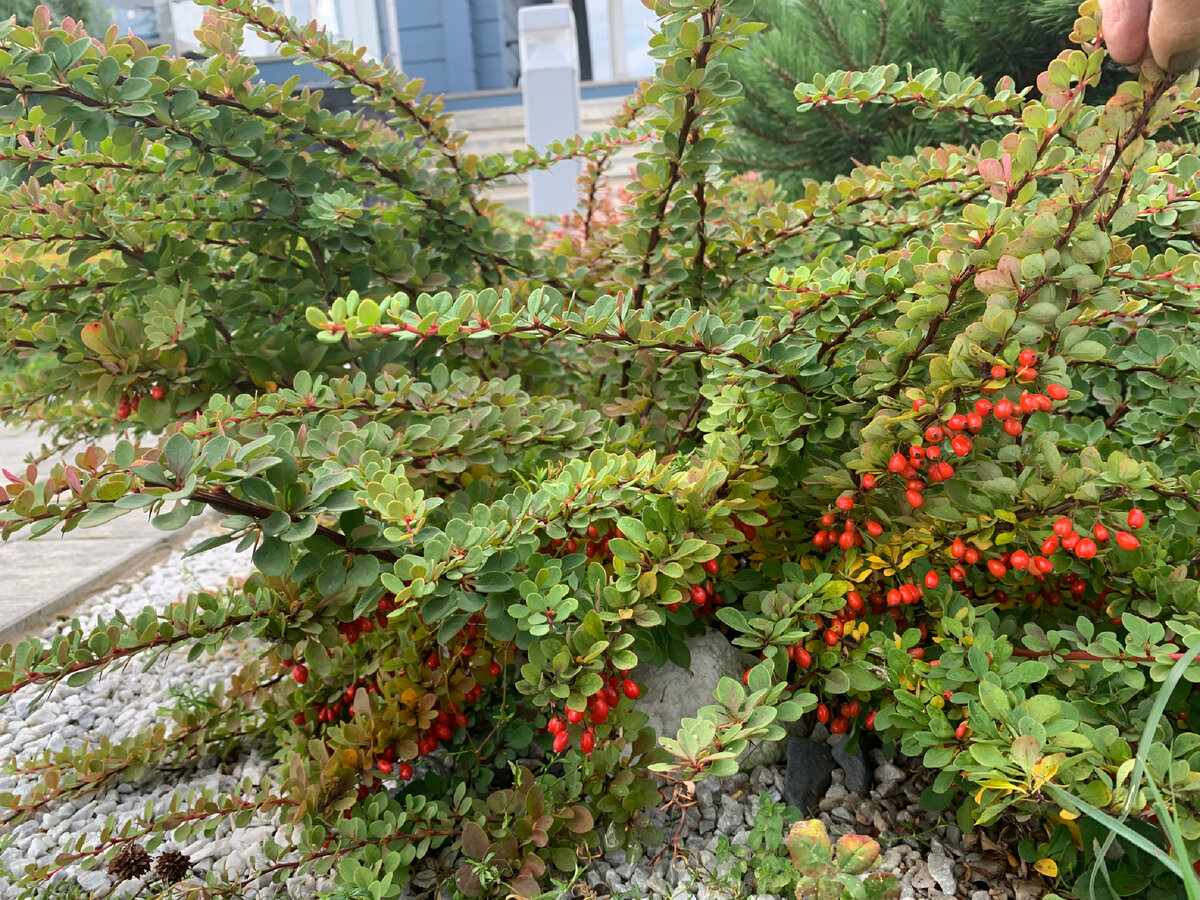 Барбарис Тунберга Green Carpet