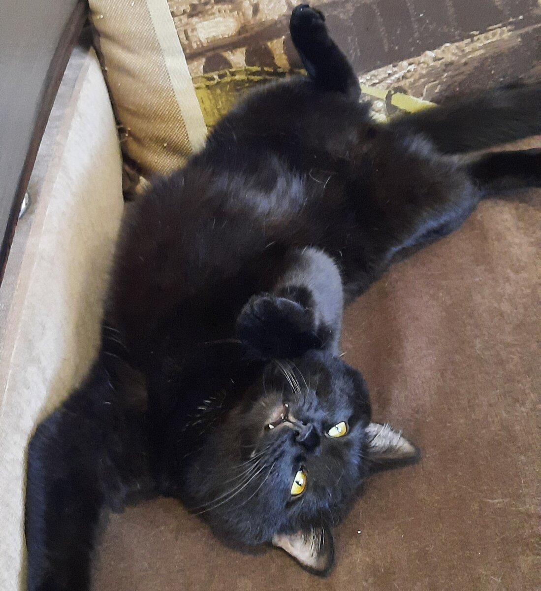 Выросло, что выросло