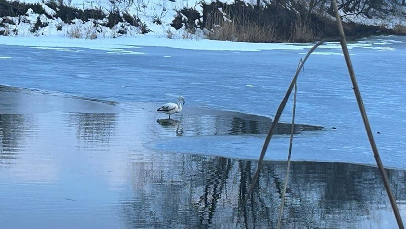 Фото: Telegram-канал главы Новоалександровского ГО Эдуарда Колтунова