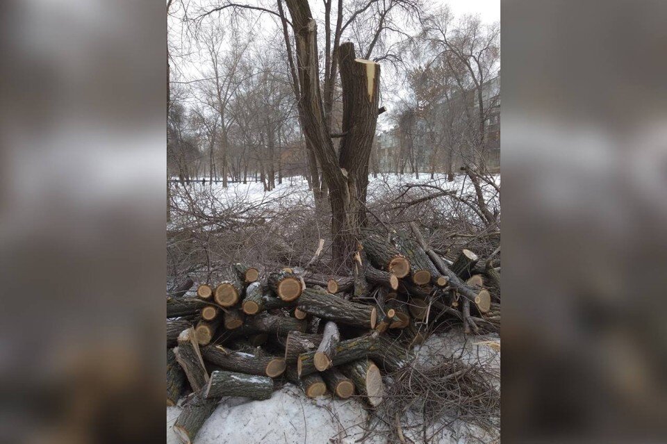     Жители Самары пожаловались на вырубку здоровых деревьев. Фото: Наталья Мироненко