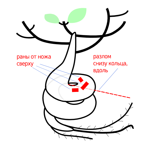 Схема моего баобаба, рисовала по памяти