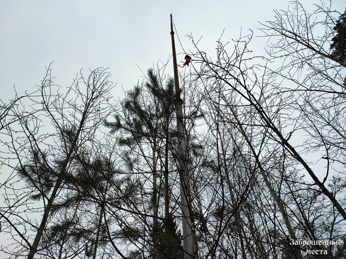Флагшток среди деревьев. ДОЛ Протва. Жуков. Фото автора. 2023г.