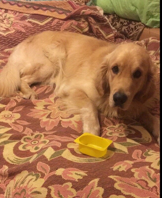 Это я халву схомячил