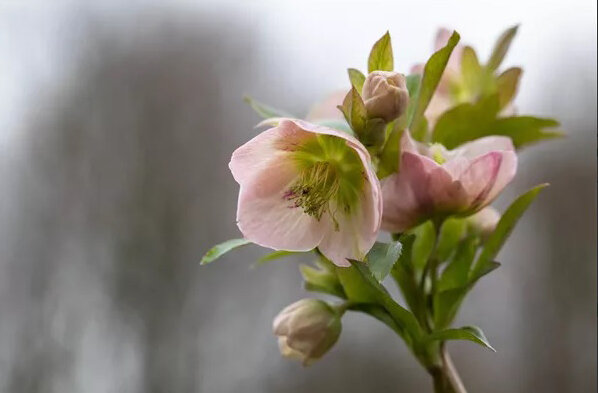 Морозник ‘Pretty Ellen Pink’. Фото: www.bamberger-staudengarten-shop.de