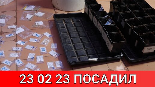 23 февраля посадил 75 сортов томата на ранний урожай в Москве