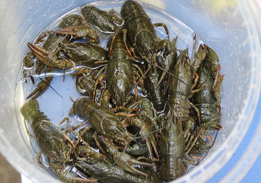 Введение: Пресноводная и морская рыбалка сильно отличаются друг от друга, поэтому, когда туристы едут на юг нашей страны ближе к морю, зачастую не могут порыбачить.-11