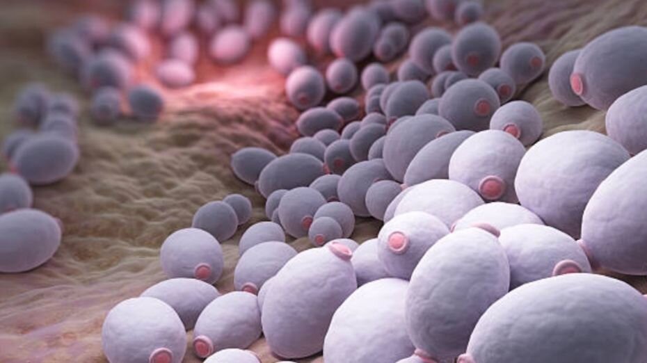 Кандида в кишечнике - источник https://unsplash.com/