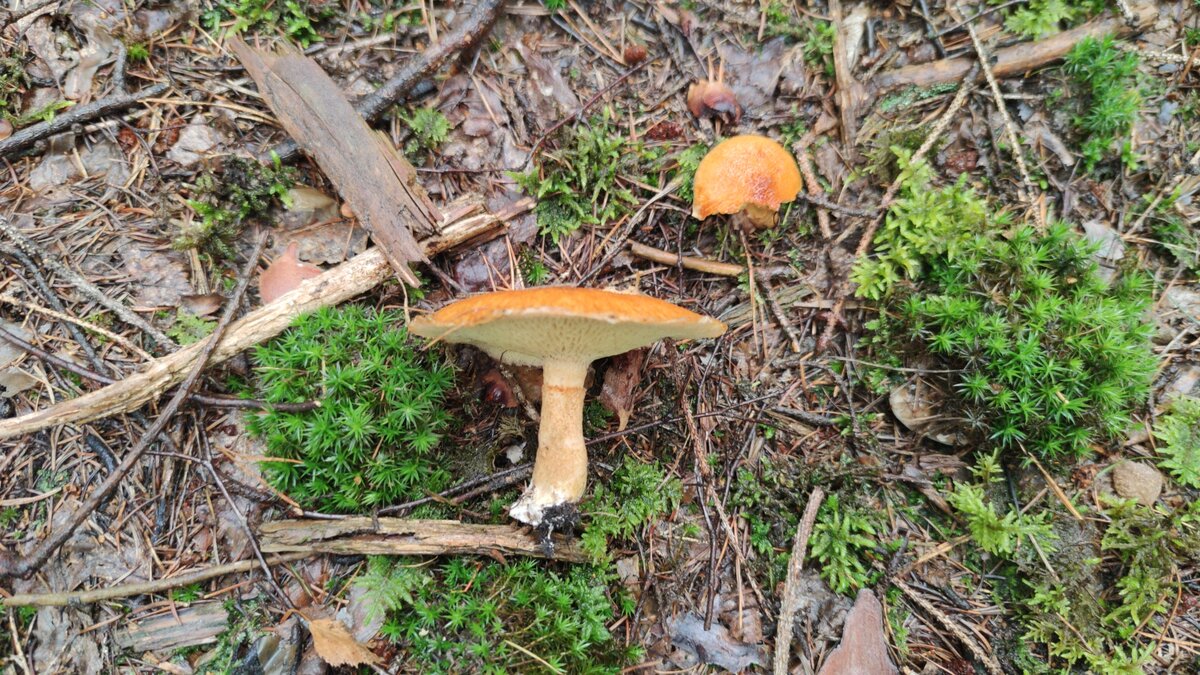 Suillus lakei