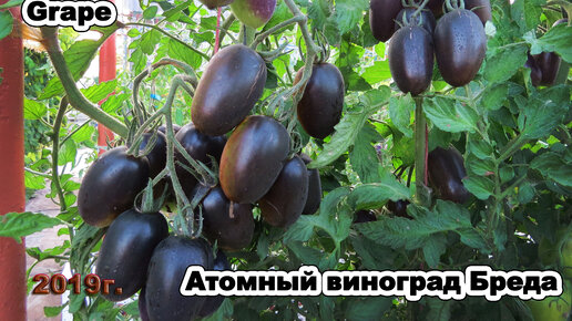 Сорта томатов Атомный виноград Бреда 2 | Ксюшины грядки | Дзен
