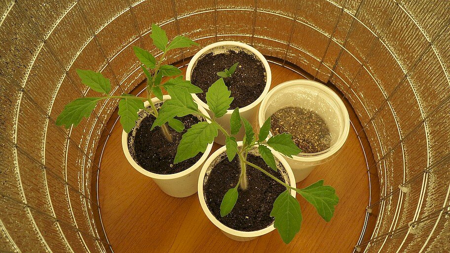 25 февраля 2023 года. Перец Хабанеро Хабанада посеян.