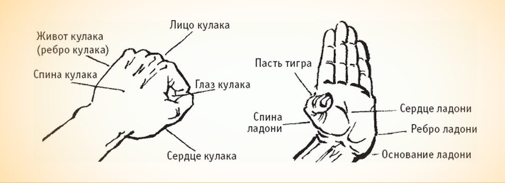 В У-Шу кисть руки описывается как самостоятельная живая сущность. Это также свидетельствует, насколько глубоко китайские мастера понимали важность роли кистей в теле человека.