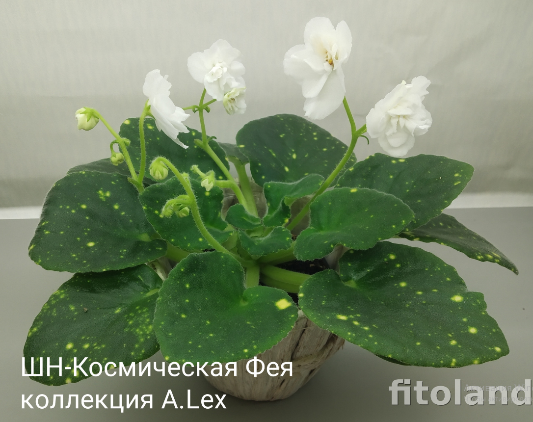 фото из сети