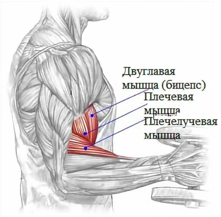 Мышцы рук бицепс трицепс