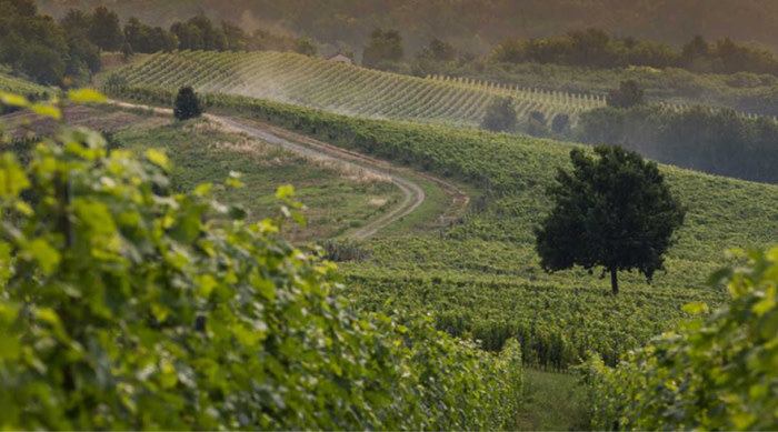 Барбера д'Асти против Барбера д'Альба