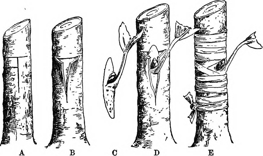 А - надрез на подвое, В - кора отодвигается, С - почка со щитком и обрезанным листом, D - почка вставляется за кору, Е - все обвязывается