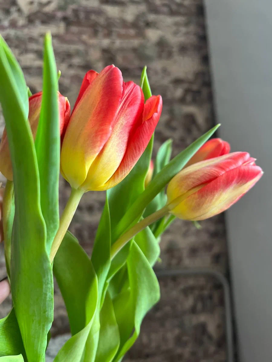 Как сохранить свежесть букета. Фото от автора