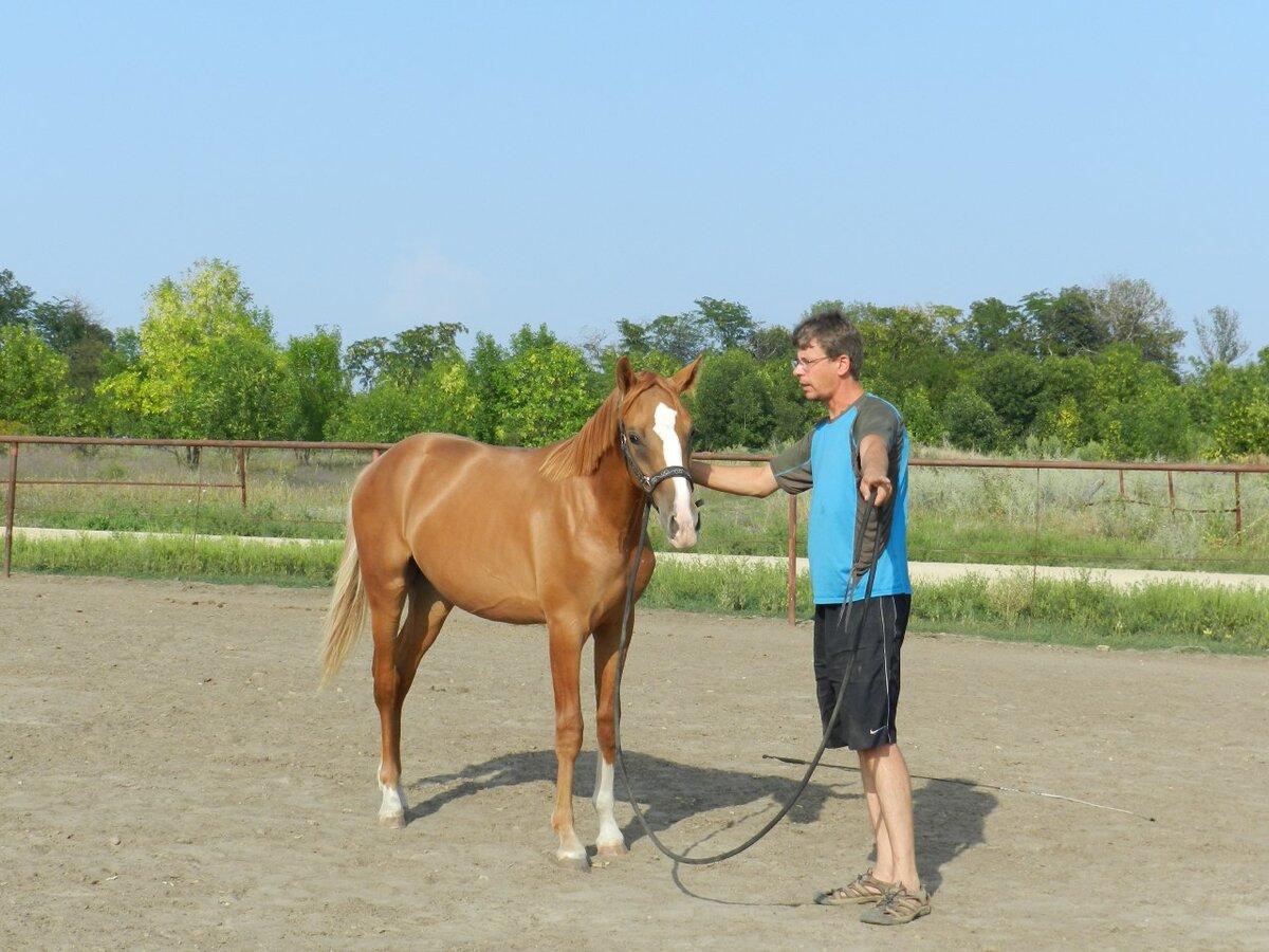 Донской жеребец Брант, 2012