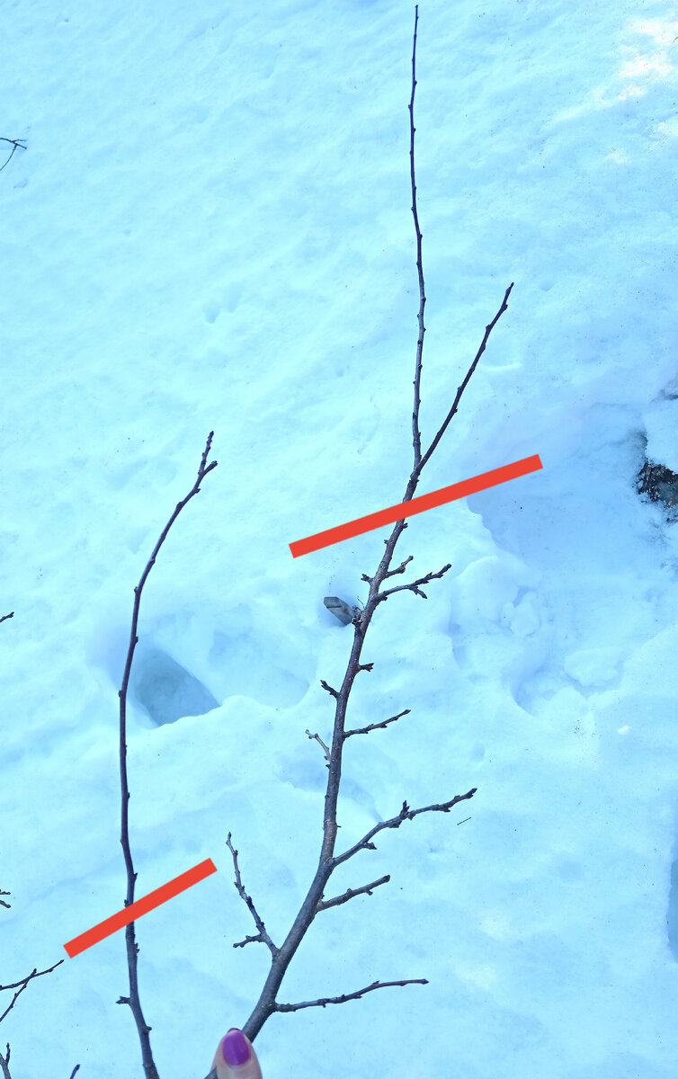 Обрезка макушки. (фото 2) 