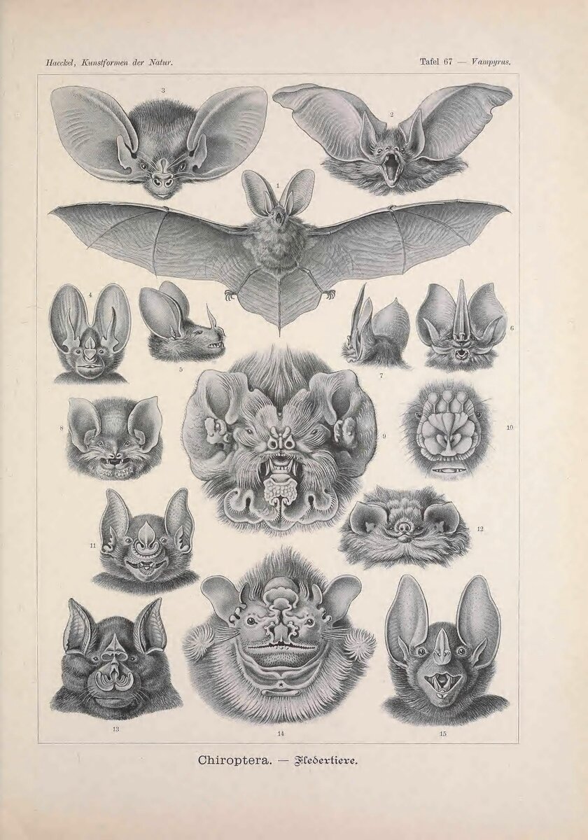 Kunstformen der Natur (Tafel 67).