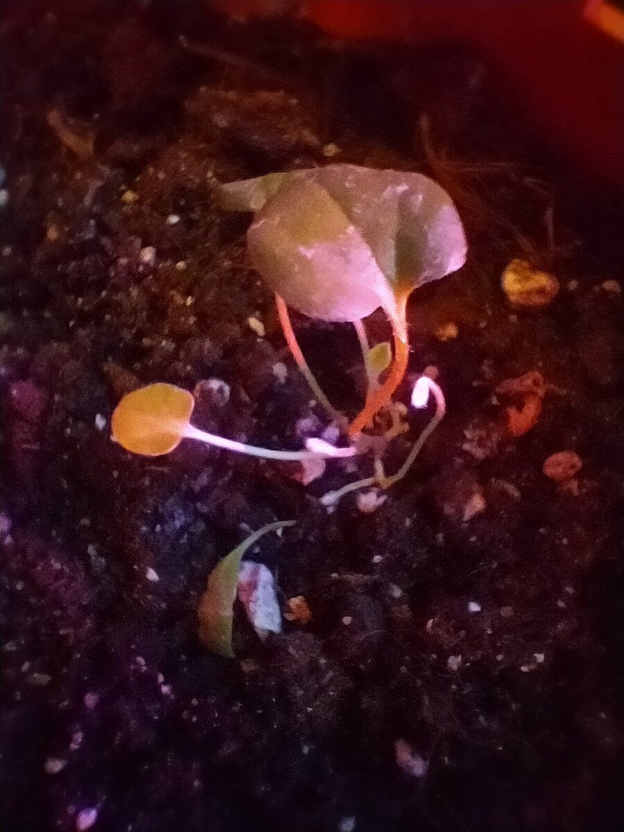 Та самая вкусная дихондра